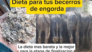 Dieta de engorda para becerros en etapa de finalizacion [upl. by Stig521]