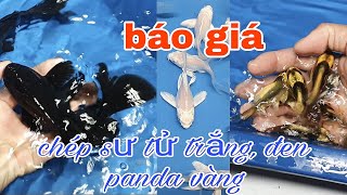 CẬP NHẬT CHÉP SƯ TỬ TRẮNG ĐEN VÀ PANDA VÀNG CAKIENGVN [upl. by Eire]