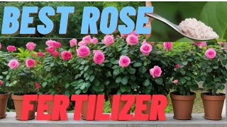 Best fertilizer for rose plants growth  food for cinder media rose plant [upl. by Charters]