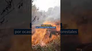 🔥Provocar un incendio forestal no es solo un daño irreparable a la naturaleza también es un delito [upl. by Anoek]