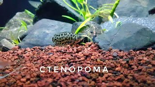 Ikan Daun Ctenopoma  Leopard Gourami Fish  Spotted Bush Fish [upl. by Wardlaw]