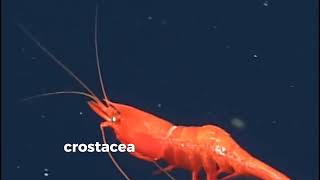 Bivalvia dan Crustacea [upl. by Nylaras]