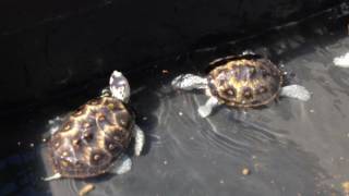 6 MONTH UPDATE Ornate diamondback terrapin juveniles Macrospilota [upl. by Eimorej]