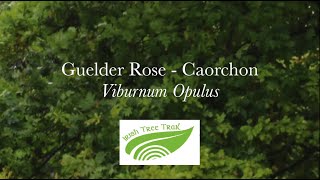 Guelder Rose  Caorchon Viburnum opulus [upl. by Eelyab]