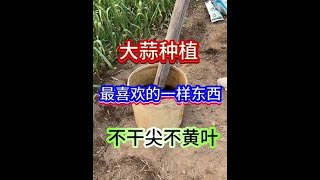 支持三农扶持三农发展 蔬菜种植种菜小技巧 农业种植 土壤活化剂 在家种菜 [upl. by Aicele]