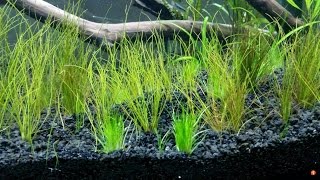 Dwarf Hairgrass Eleocharis acicularis [upl. by Holmen]