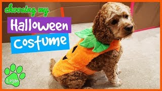 Dog Chooses His Halloween Costume  Logan The Adventure Dog [upl. by Schroer326]