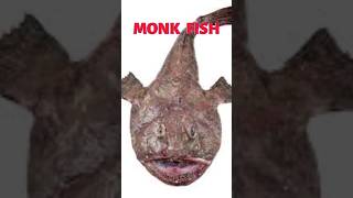 The Deadly Monk Fish🐟😉 marinelife underwateradventure fish monkfish sealife [upl. by Creamer]