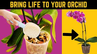 How to Revive a Dying Orchid Amazing Tricks That Actually Work [upl. by Sharl]