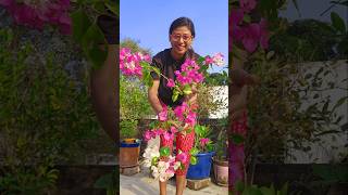 White Pink Bougainvillea Plant at My Rooftop Garden😍 rooftopgarden gardening plantation trending [upl. by Jedidiah]