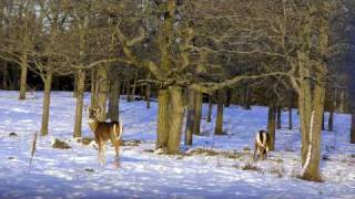 Wildlife of Manitoulin Island Ontario Canada [upl. by Droflim]