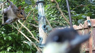 🔴 SCOTTISH FEEDER CAM REDPOLLS SISKINS GREENFINCHES GOLDFINCHES amp MORE Lots of activity today [upl. by Airdnalahs824]