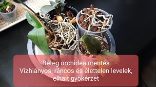 Orchidea gondozás  Beteg orchidea mentés  Vízhiány csonka gyökér lógó és ráncos levelek [upl. by Aleunam966]