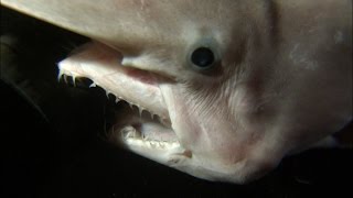 Rare Footage Of Goblin Shark With Alienlike Jaws  SHARK WEEK [upl. by Ihsorih]