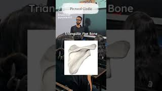 pectoral girdle  short video sciencefacts science [upl. by Anawed]