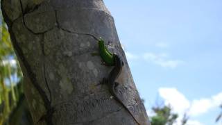 Gecko vs Lizard [upl. by Voorhis751]