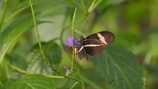 Flatterhaftes Ballett schmetterling butterfly [upl. by Ahsinwad]