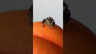 CUTE JUMPING SPIDER HYLLUS DIARDI🇨🇭🕷spider araignée cute kawaii spinnen jumpingspider swiss [upl. by Lyndy580]