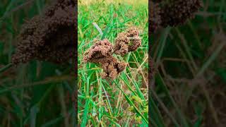 Ragi finger milletsEleusine coracana 777agriculture farming [upl. by Gretel60]