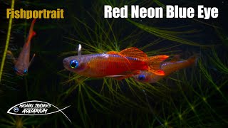 Red Neon Blue Eye  Pseudomugil Luminatus [upl. by Grega88]