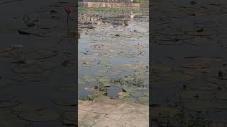 water lily blooming waterlily lotus morningroutine morningwalk maharastra nagpuri trending [upl. by Akerehs918]