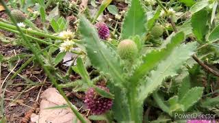 East Indian Globe Thistle plant Sphaeranthus indicus [upl. by Mallory]