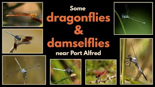 Some DRAGONFLIES and DAMSELFLIES from the Port Alfred area [upl. by Adnovaj]