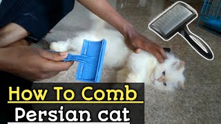 how to comb persian cat  persian cat combing [upl. by Idnod]