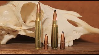 270 vs 308 Which One Should You Hunt With [upl. by Fezoj]