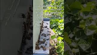 How to Identify Honey Bee Hive Robbing [upl. by Adliw]