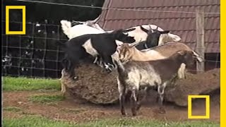 Fainting Goats  National Geographic [upl. by Nagol]