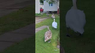 The haven swans at Haggerston Castle [upl. by Etnoled]