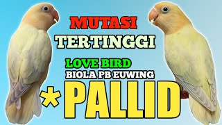 LOVEBIRD OPALINEPALLID EUWING BLUE1BLUE2 di Eyering VIRAL [upl. by Anaeel628]