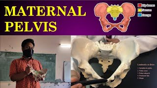 Parts of Maternal Pelvis  Nursing Lecture  Malayalam  Anatomy of Female Pelvis  OBG Practical [upl. by Anesuza934]