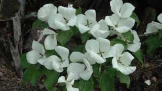 Cornus x Venus Flowering Dogwood [upl. by Hay796]