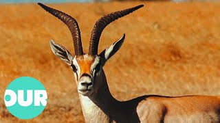 The Antelopes That Inhabit The Great Hunting Grounds Of Africa  Our World [upl. by Annawahs]