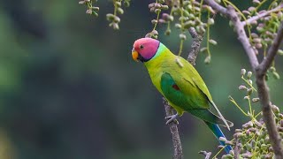 Plum Headed Parakeet  Himachal Pradesh  4K [upl. by Peednas]