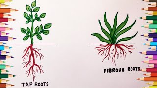 How to draw tap root amp fibrous root easily taproot system amp fibrous root system easy drawing [upl. by Wavell]