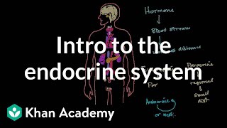 Intro to the endocrine system  Health amp Medicine  Khan Academy [upl. by Annalise]