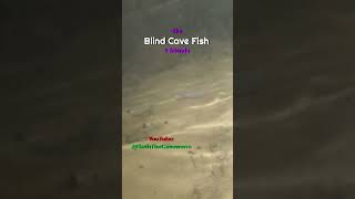 The Incredible Blind Cave Fish  Crawfish Black Stick Fish and the Blind Cave Fish [upl. by Suk]