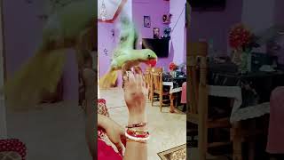 m tota m tota lal rang ka m viral mittoo parrot parrotlover birds [upl. by Ynoyrb]