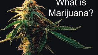 What is Marijuana [upl. by Ahsirahc]