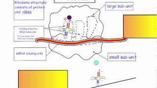 Translation  Ribosome Structure IB Biology [upl. by Nalliuq]