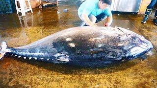 500KG giant bluefin tuna cutting for Sashimi [upl. by Arno]