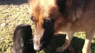 cuccioli pastore tedesco giocano con la mamma [upl. by Ennayr]