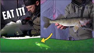 Jigging a TON of Walleyes Ice Fishing  UNDERWATER CAMERA [upl. by Berthoud]