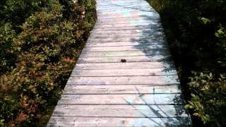 Walking along the Mer Bleue Bog Boardwalk Trail  Ottawa Canada [upl. by Omor]