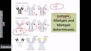 Isotype allotype and idiotype [upl. by Attennot876]