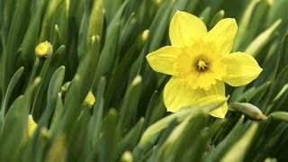 Teaching Kids How to Plant Daffodils  At Home With P Allen Smith [upl. by Hpsoj215]