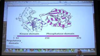 25 Biochemistry Glycogen Metabolism I Lecture for Kevin Aherns BB 450550 [upl. by Filmore]